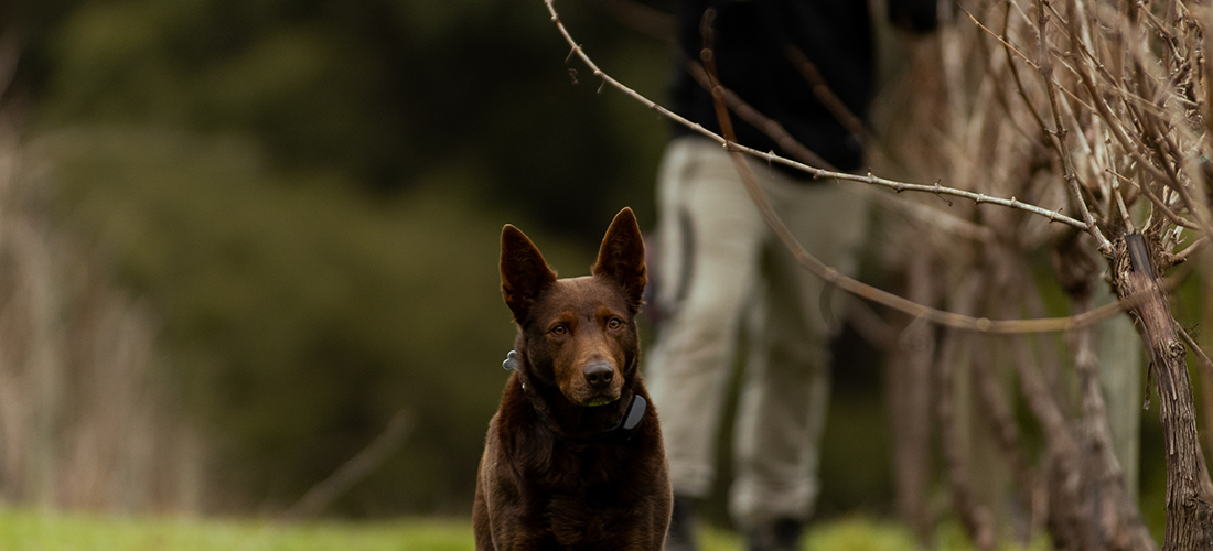 Winery dog at Steels Gate